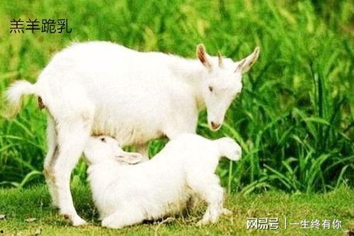 网红小羊吃瓜群微博叫什么,揭秘微博热门话题背后的故事