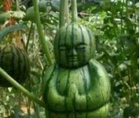 泰安网红吃瓜事件真相,真相背后引人深思