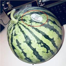 网红吃瓜的平台是什么,揭秘热门平台背后的秘密