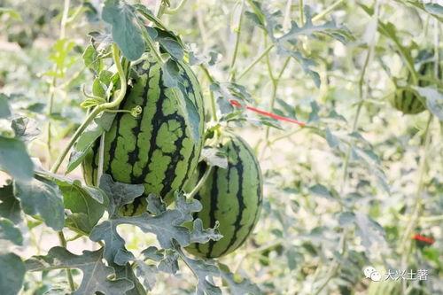 博山网红吃瓜,揭秘幕后故事与热门话题