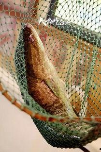 网红鱼小妹吃瓜视频,揭秘网红圈幕后故事