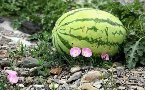 宁夏网红吃瓜视频,揭秘当地美食与风土人情