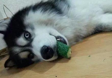 二哈吃瓜劝架百度云网盘,一场网络奇观的背后故事