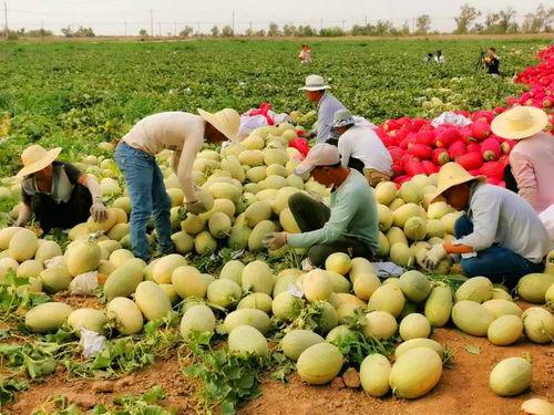 网红吃瓜 渠道,揭秘娱乐圈幕后真相