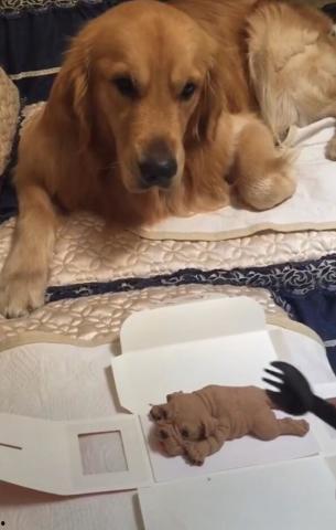 狗狗可以吃网红瓜吗