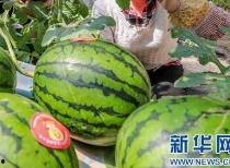 交城县吃瓜网最新消息,揭秘本地新鲜趣事