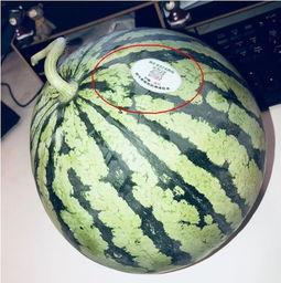 西藏网红吃瓜,揭秘高原美食背后的故事