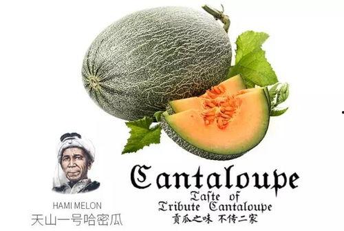 网红吃瓜营销号资源,揭秘娱乐圈幕后风云